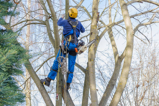 Best Seasonal Cleanup (Spring/Fall)  in Pato, WA